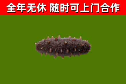 潍坊回收海参干